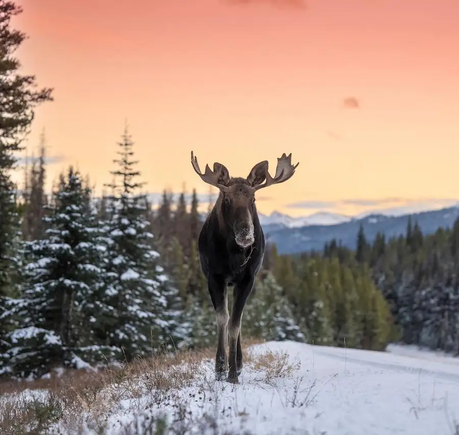 Jasper Wildlife Tour