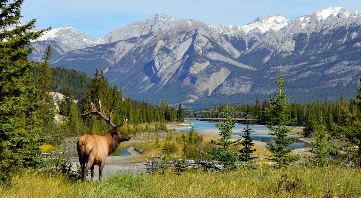 Jasper Wildlife Tour with Expert Naturalist Guide