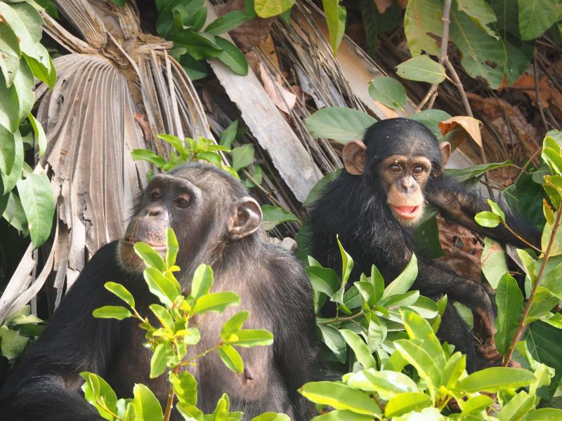 Baboon Island