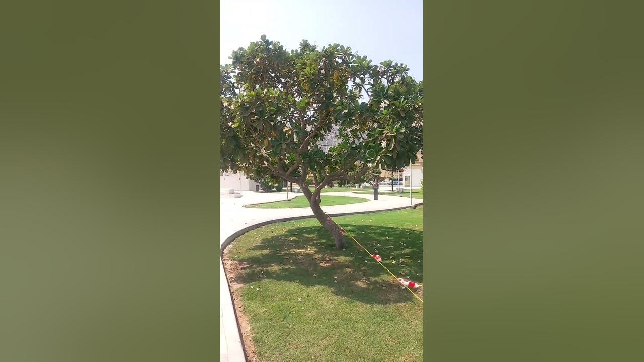 Al Halla Park
