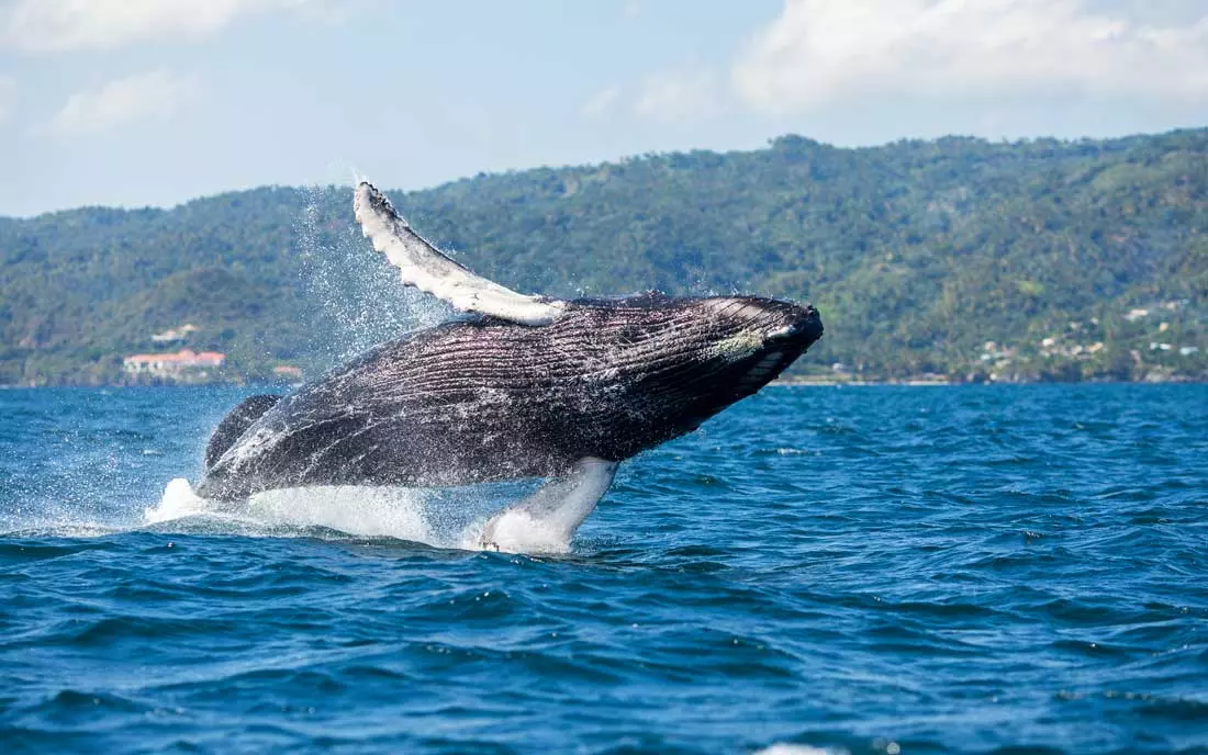 Samana Whale Watching