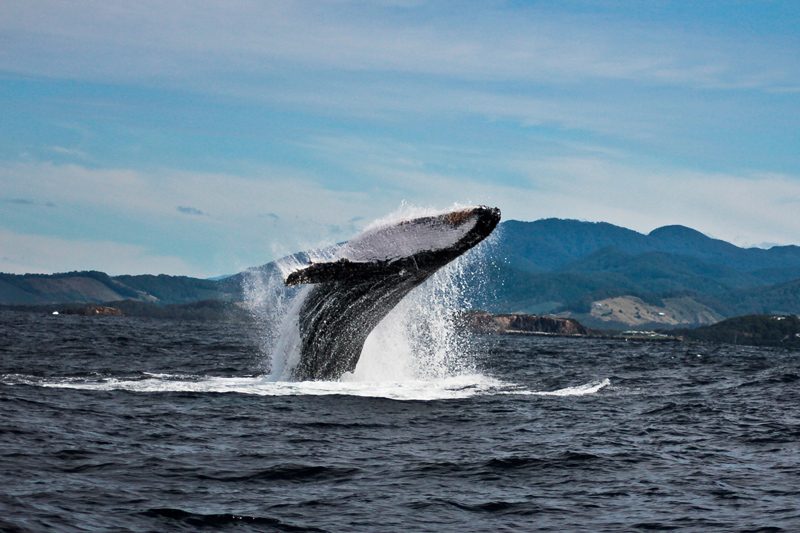 Coffs Harbour Whale Watching Experience