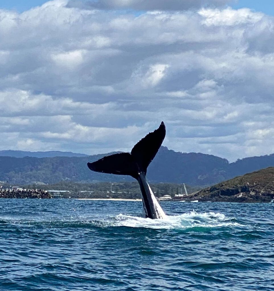 Coffs Harbour Whale Watching