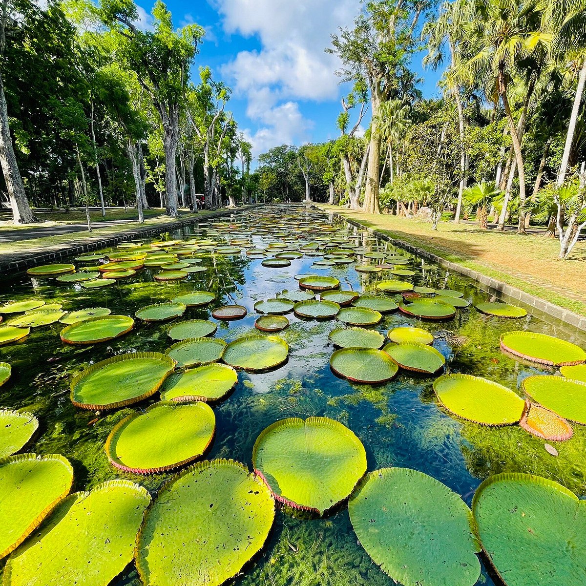 Discover the Mauritius North Tour Experience