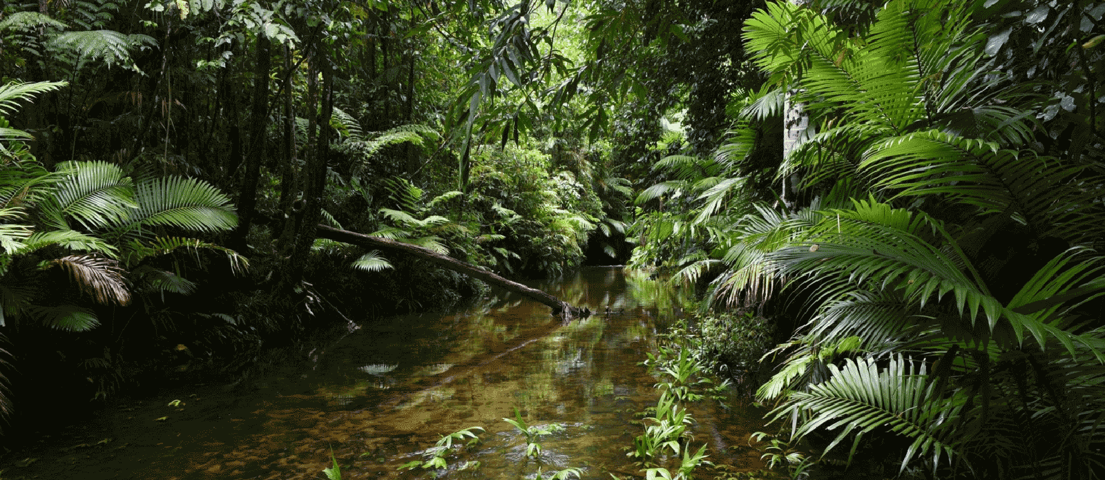 Rainforest Canopy