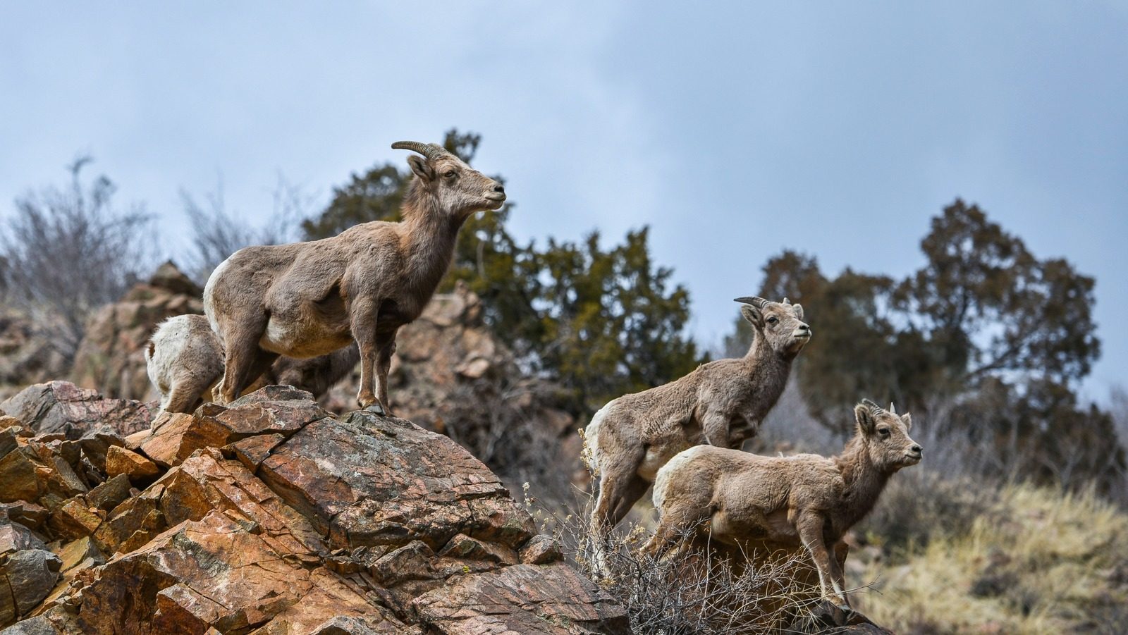 Bighorn Sheep Habitat