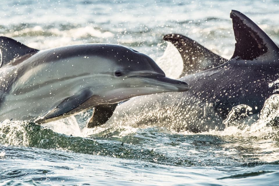 Cape May Dolphin Watching
