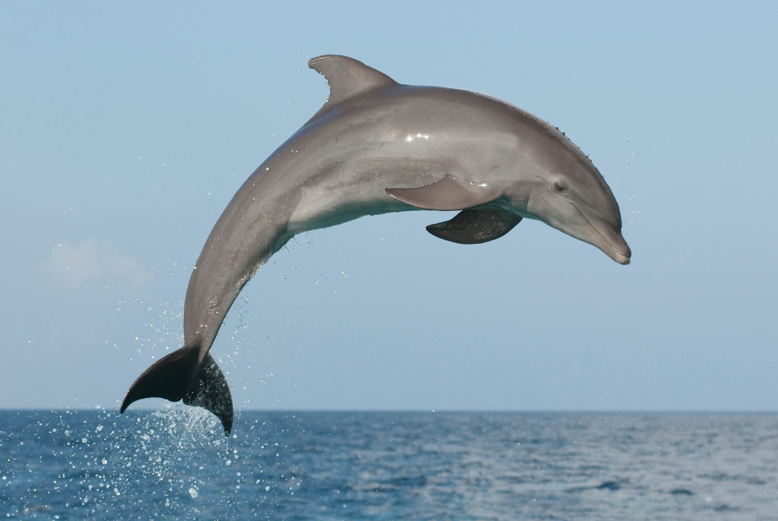 Coastal Bottlenose Dolphins