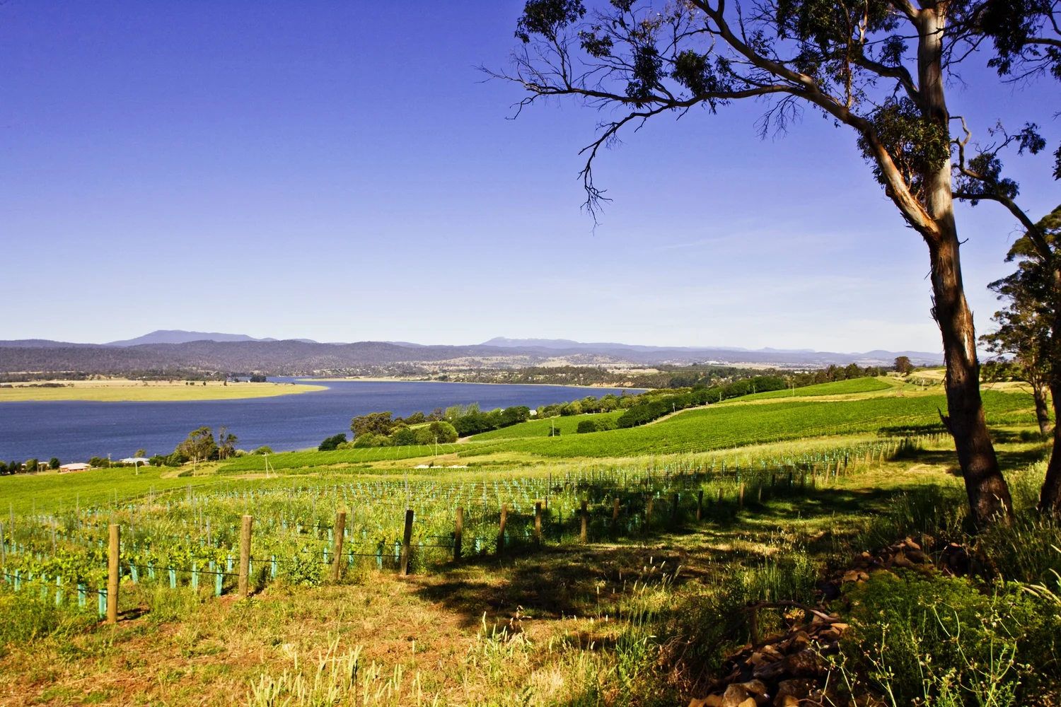 Tamar Valley Wine Tours