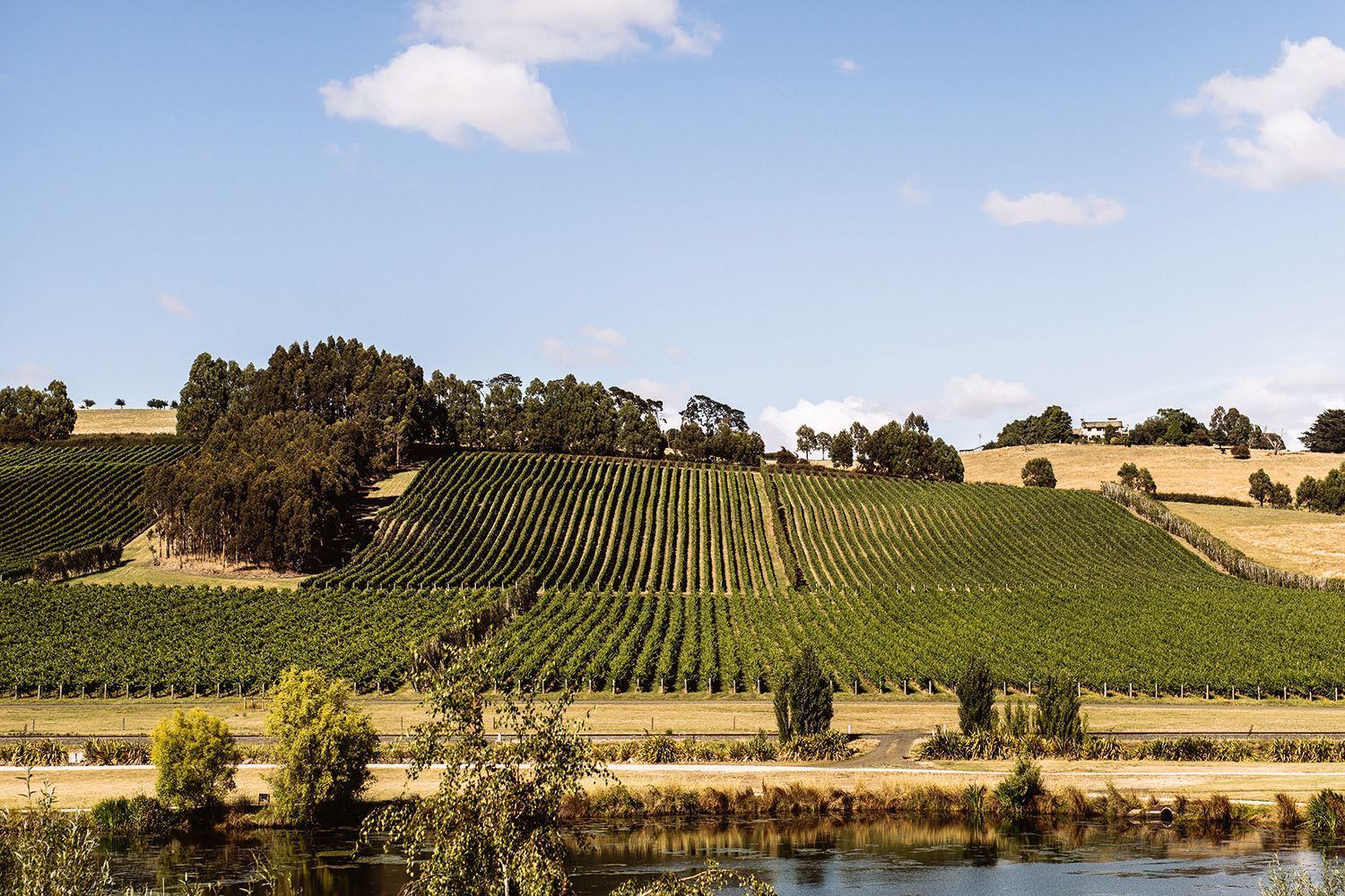 Tamar Valley Wine Tours Overview