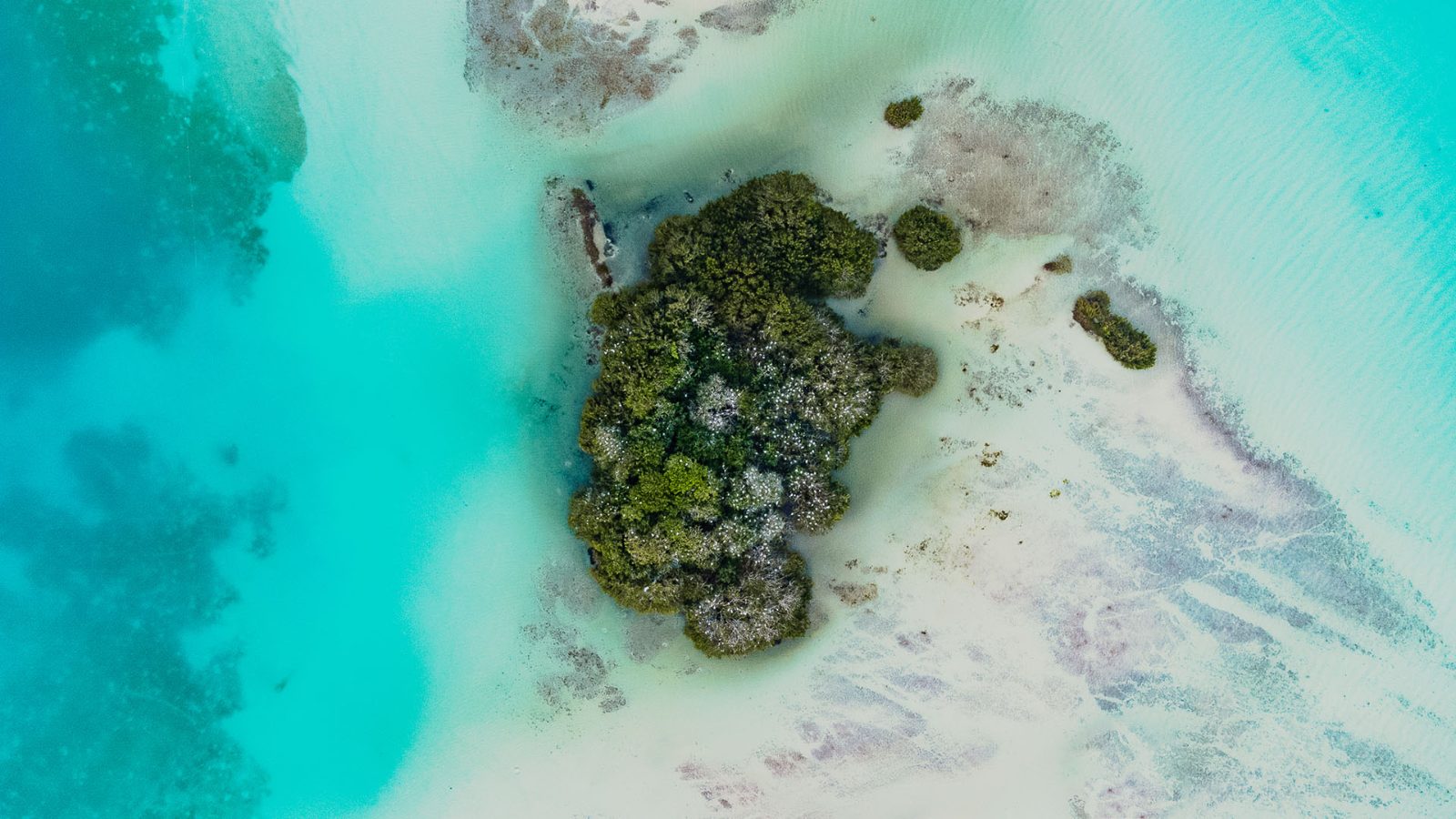 Bird Island