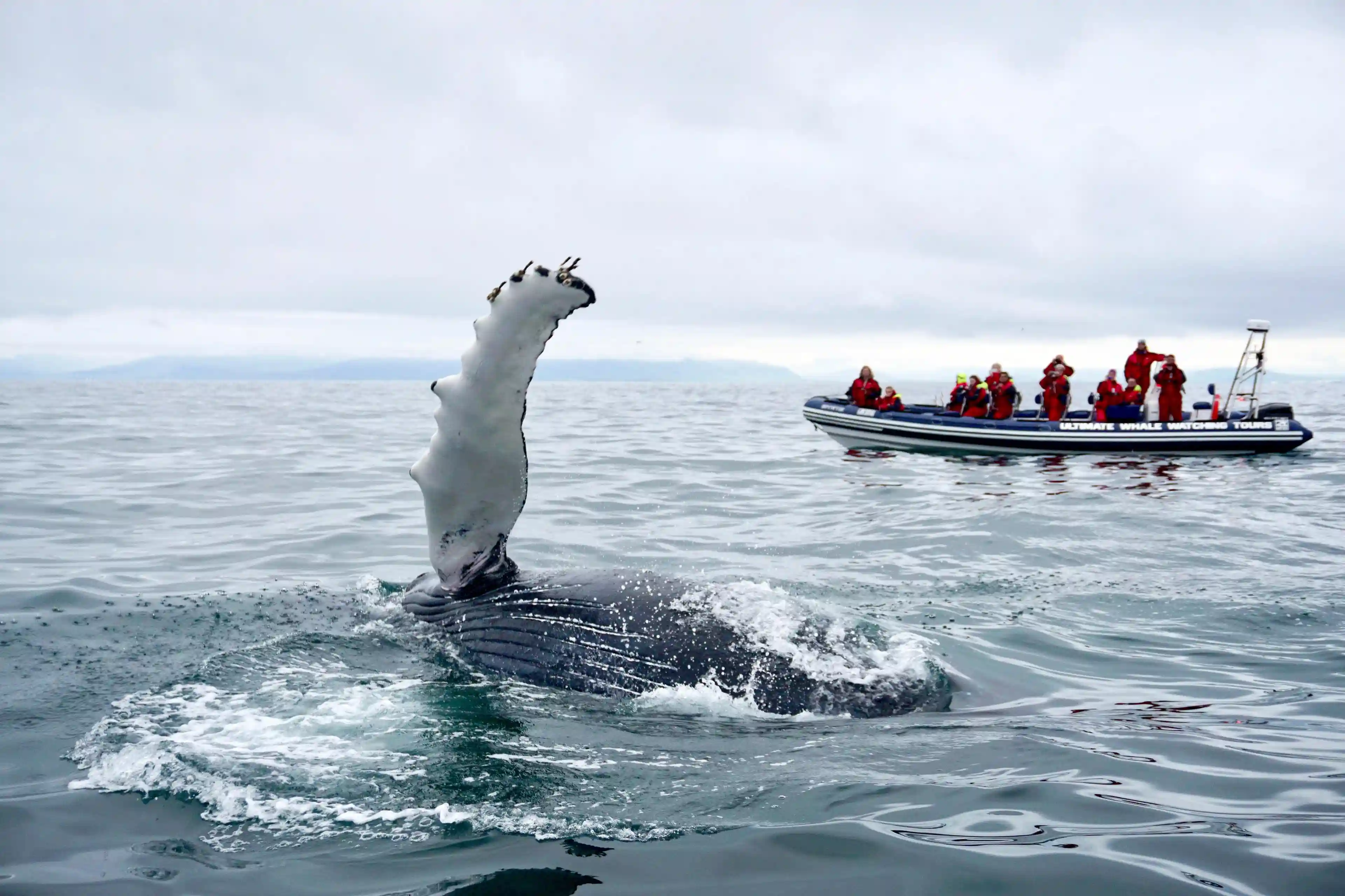 Your experience at Isafjordur Whale Watching