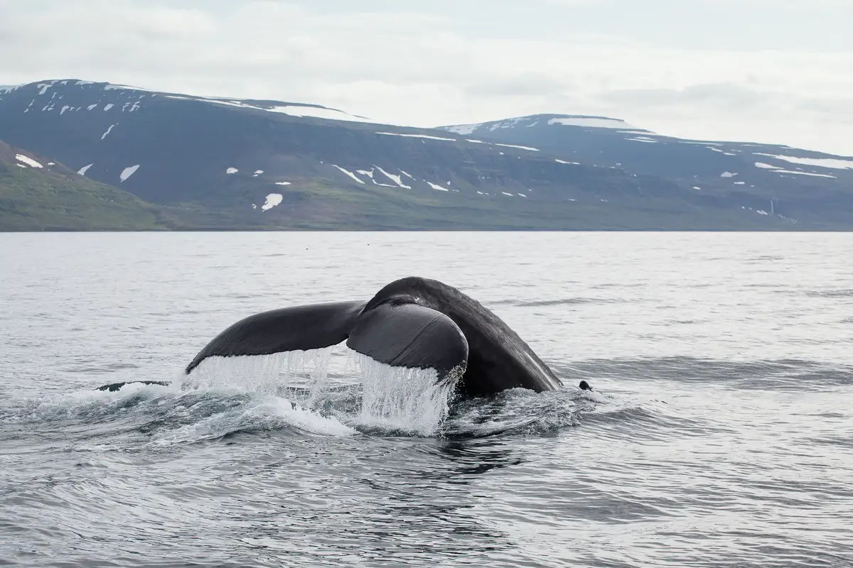 Isafjordur Whale Watching