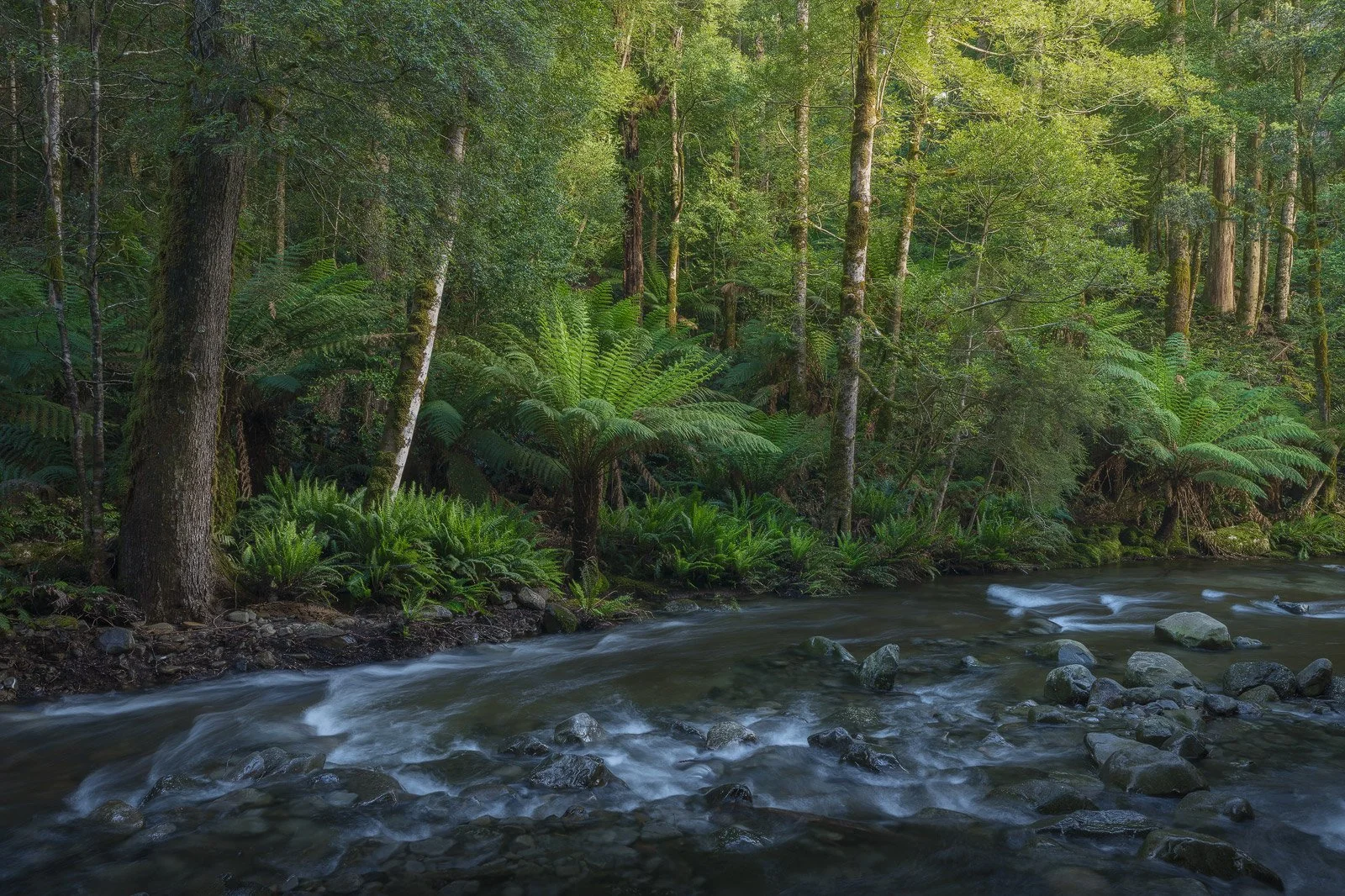 Riverbank Flora