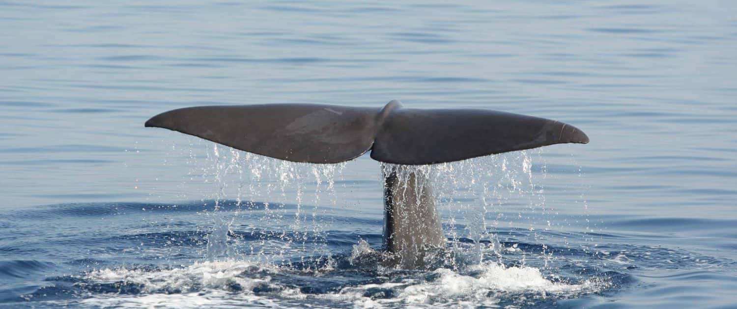 Whale Watching Horta: Faial's Marine Wildlife