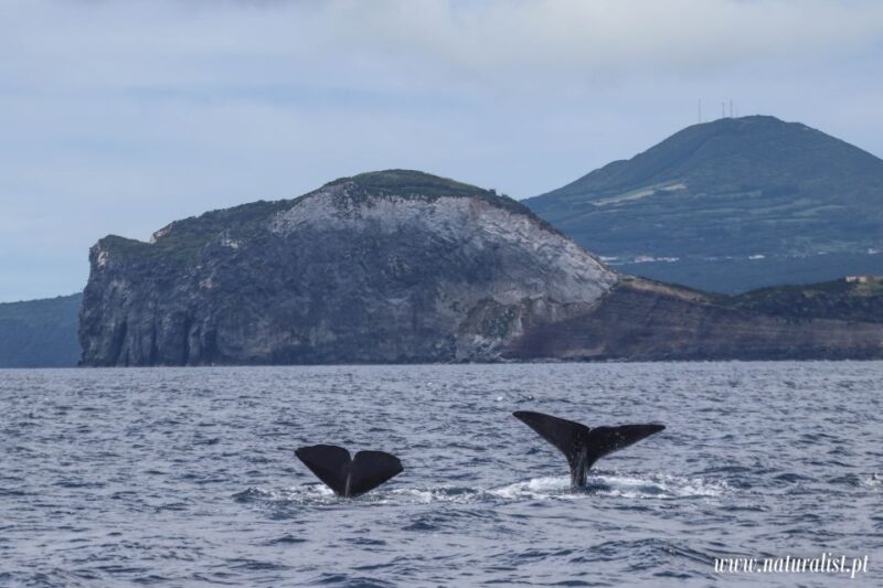 Your experience at Whale Watching Horta