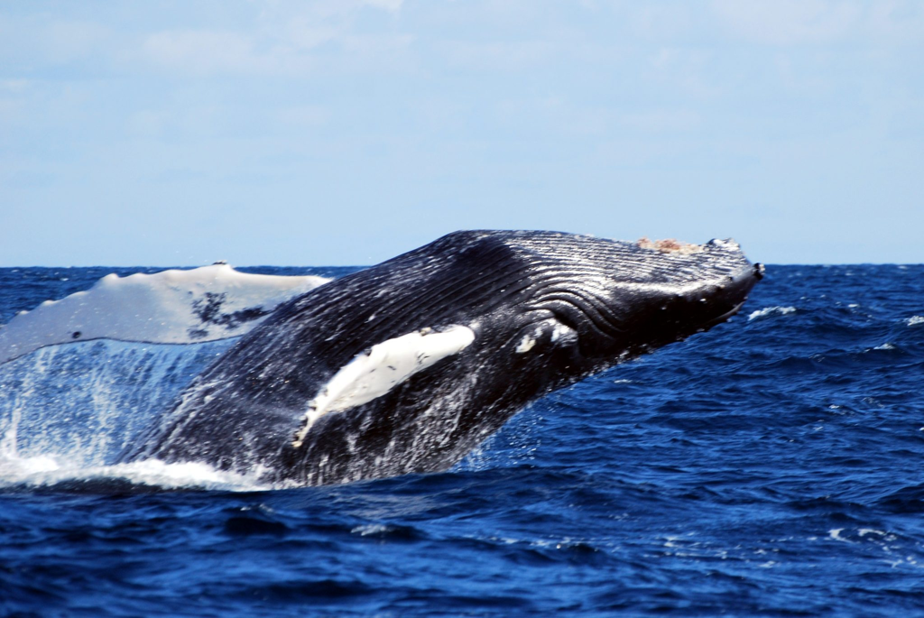 Whale Watching Horta