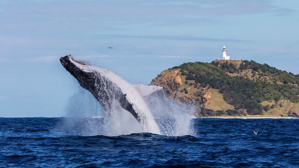 Byron Bay Whale Watching