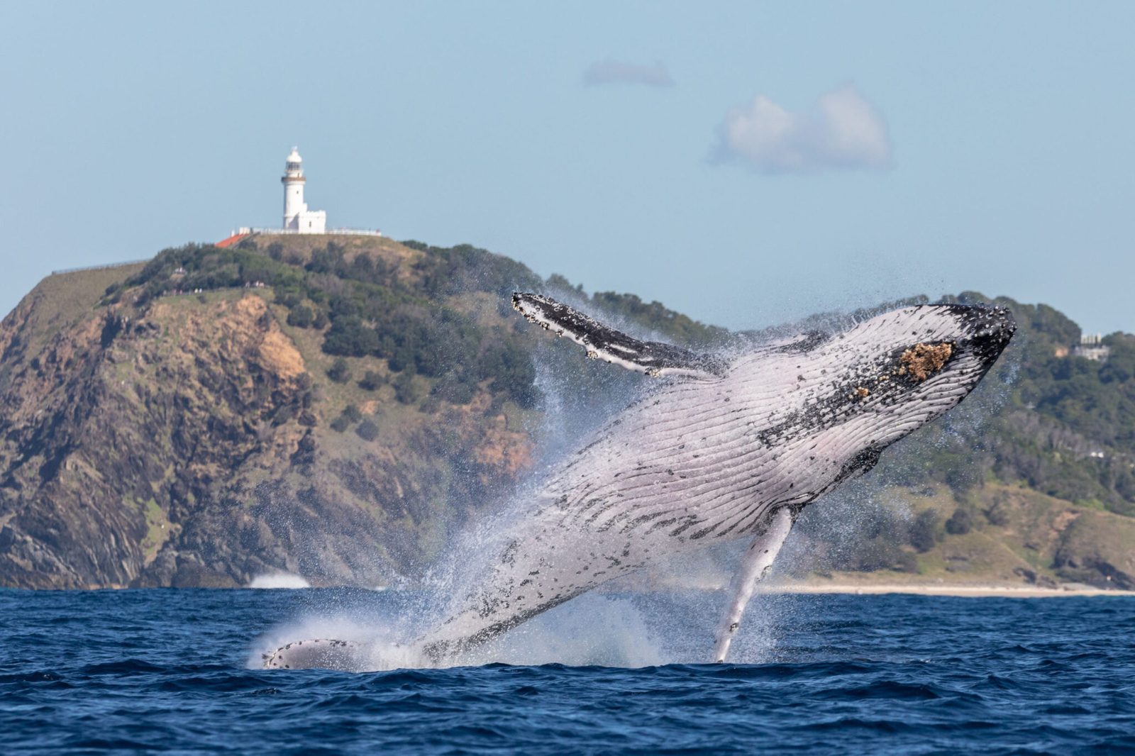 Cape Byron Marine Park