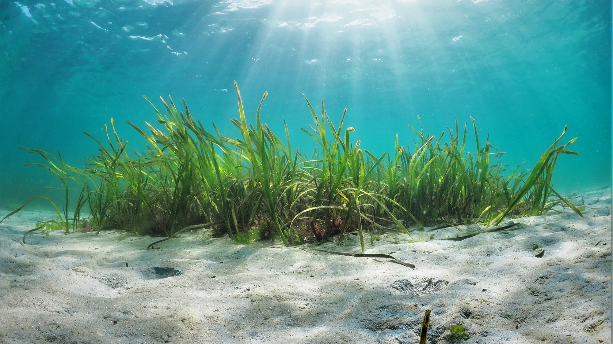 Seagrass Beds