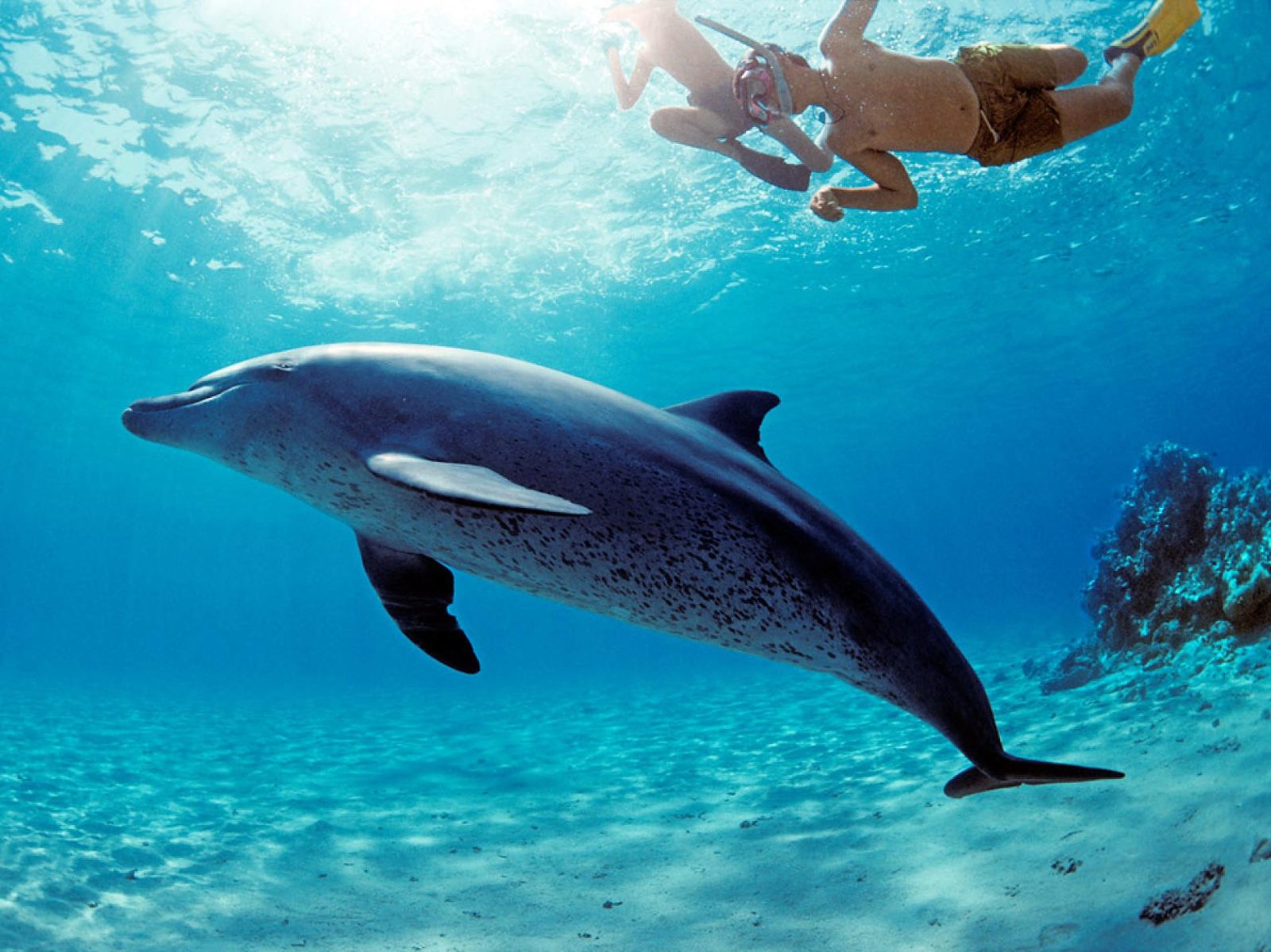 Swim With Dolphins Hurghada