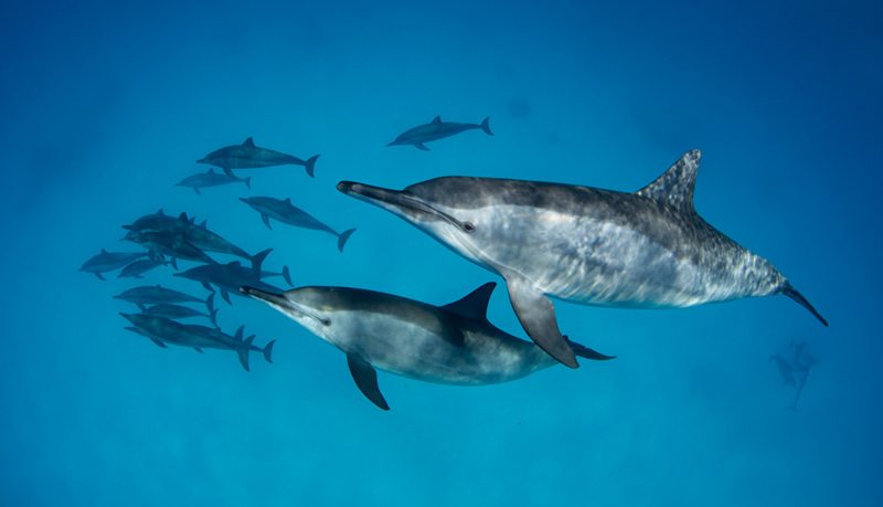 Your experience at Swim With Dolphins Hurghada