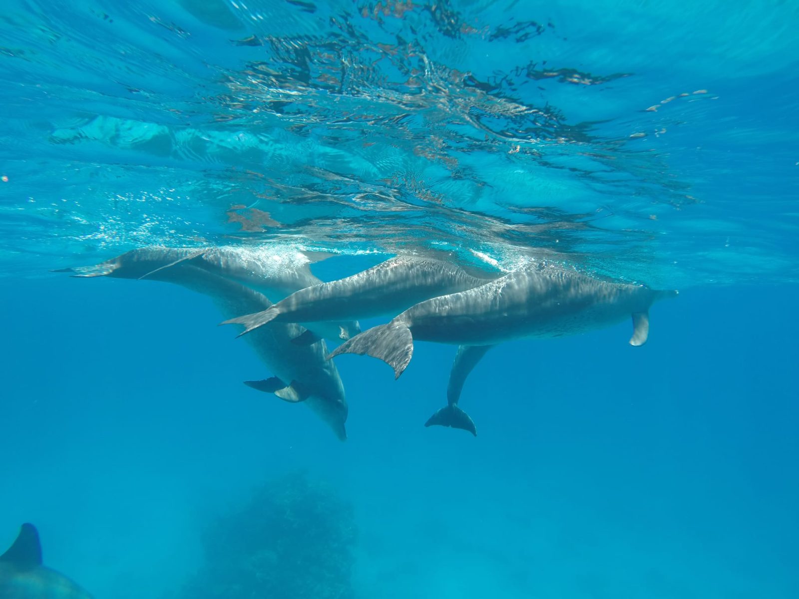 Swim with Dolphins Hurghada at Dolphin House Reef