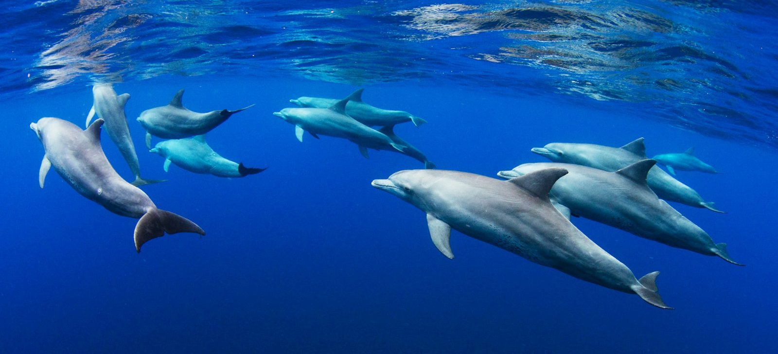 Dolphin Lagoon
