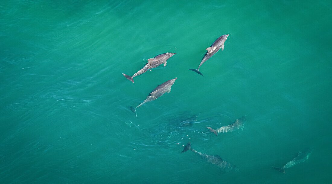 Charleston Dolphin Cruise Experience