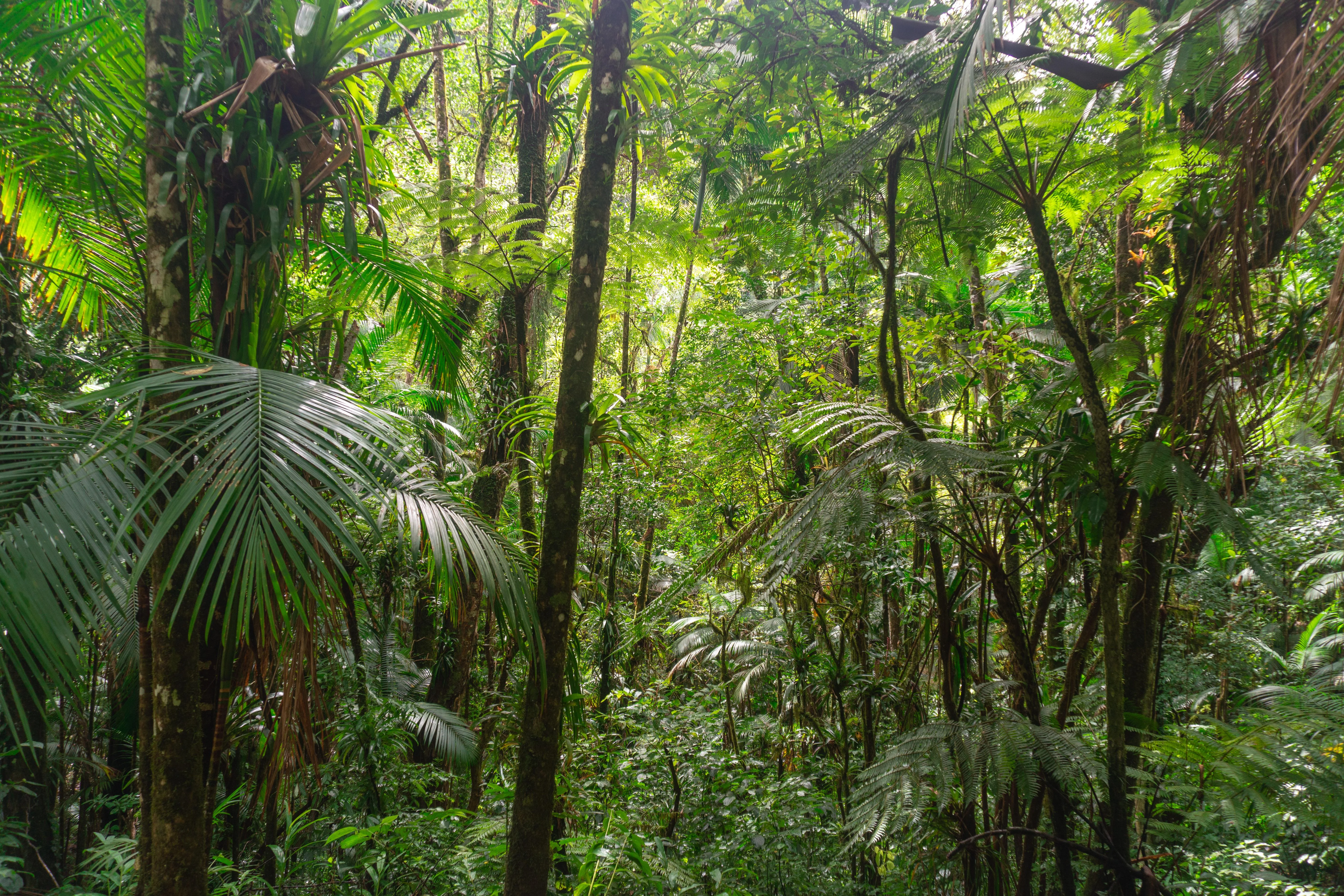 Atlantic Rainforest