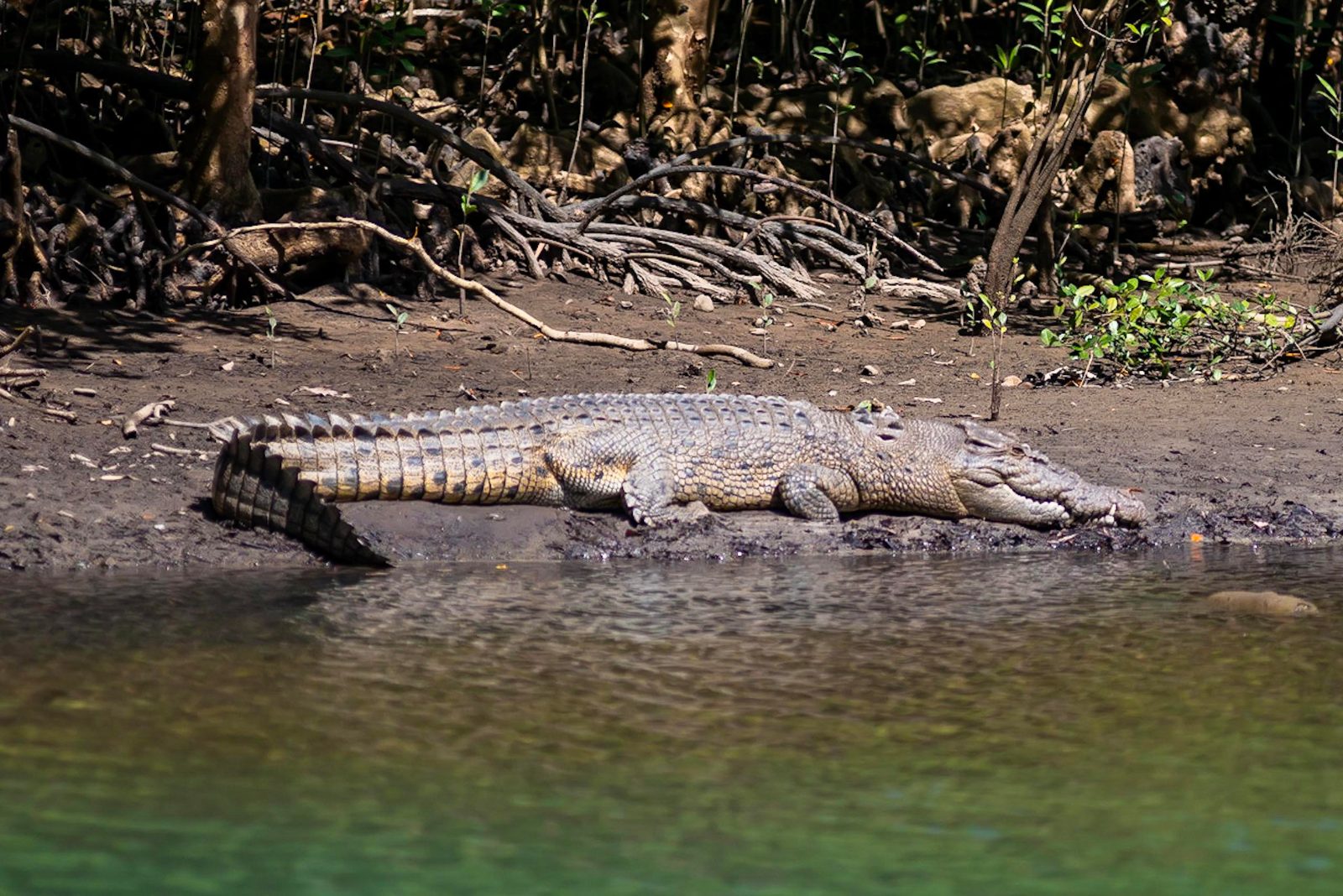 Your experience at Daintree River Crocodile Cruise