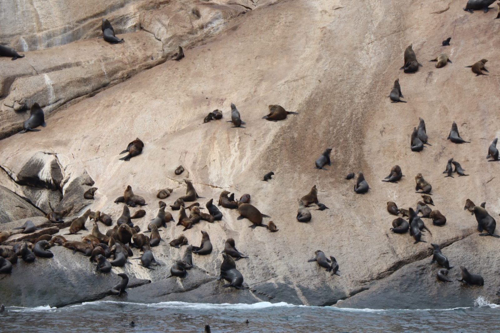 Seal Island