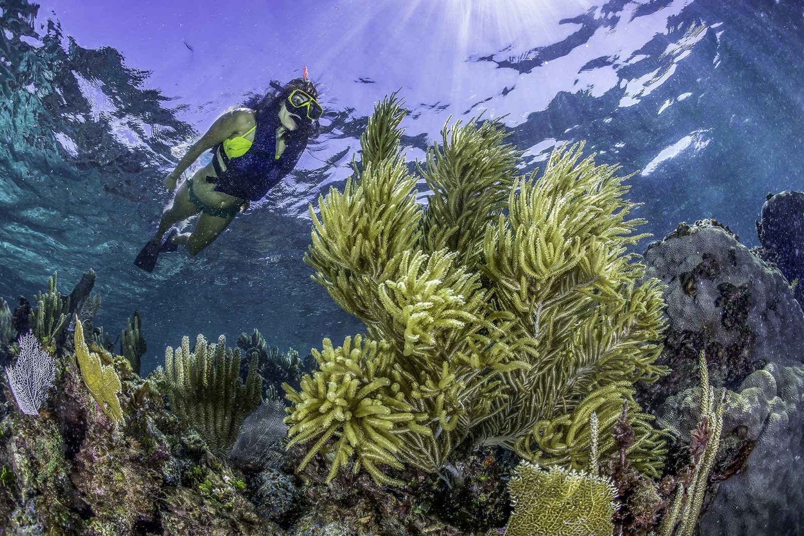 Jardines Reef