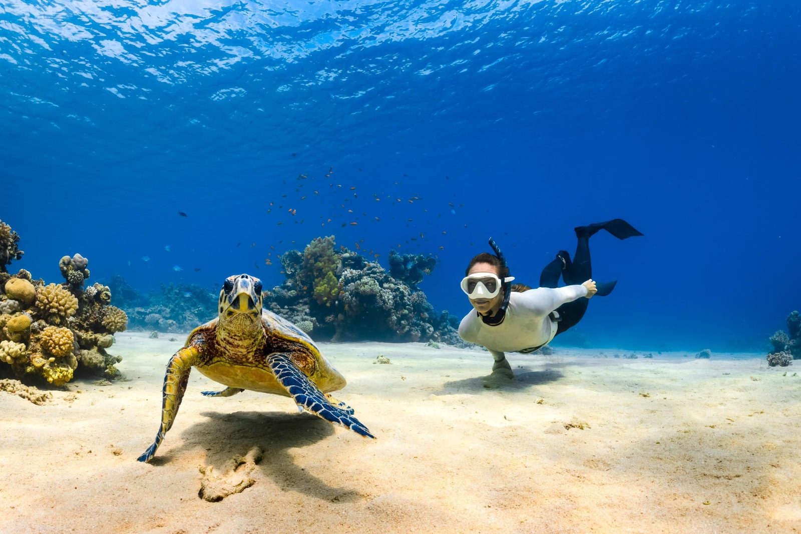 Your experience at Puerto Morelos Snorkeling Tour