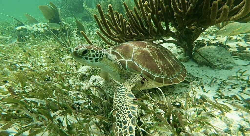 Casita Reef