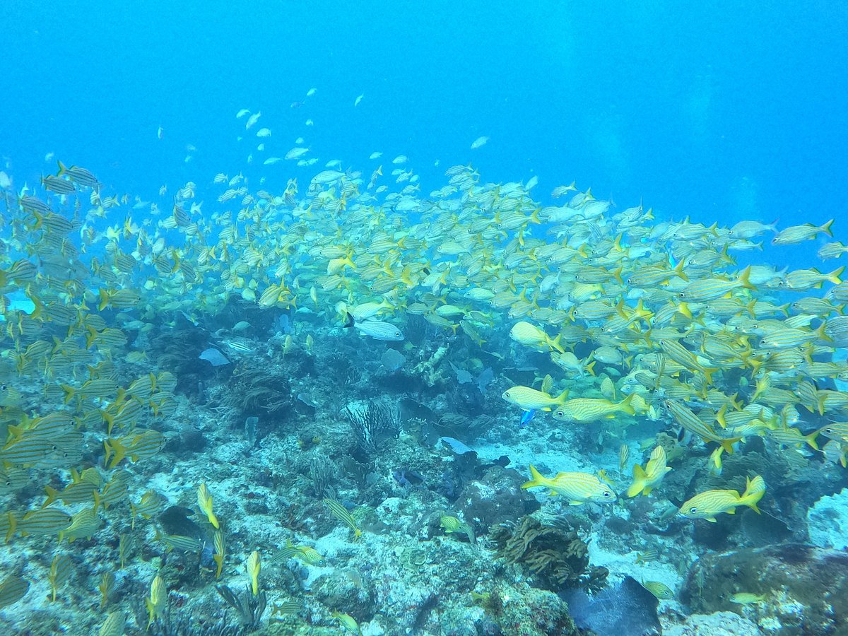 Fish Market Reef