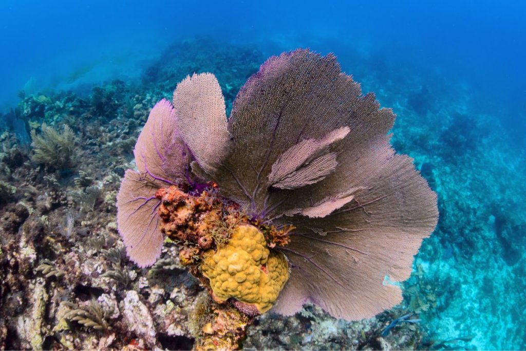 Rodman's Reef