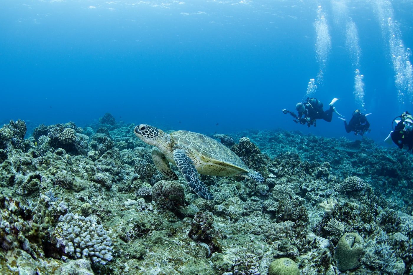 Your experience at Kerama Islands Diving
