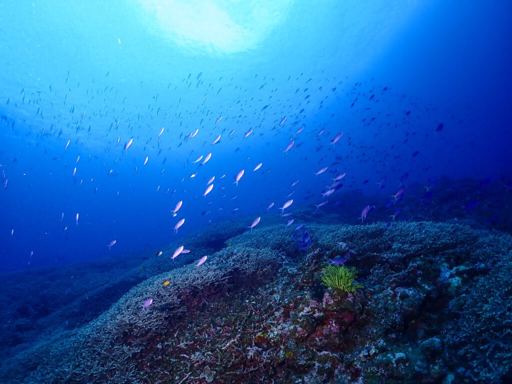 Nozaki Coral Garden