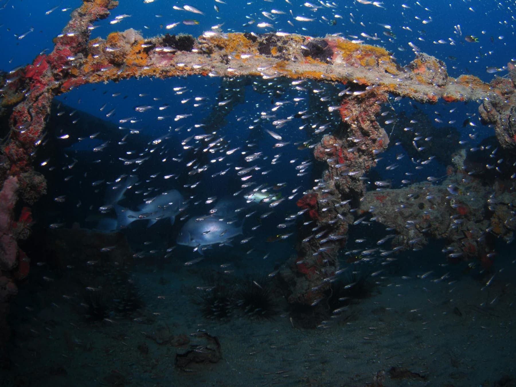Dragon Lady Dive Site