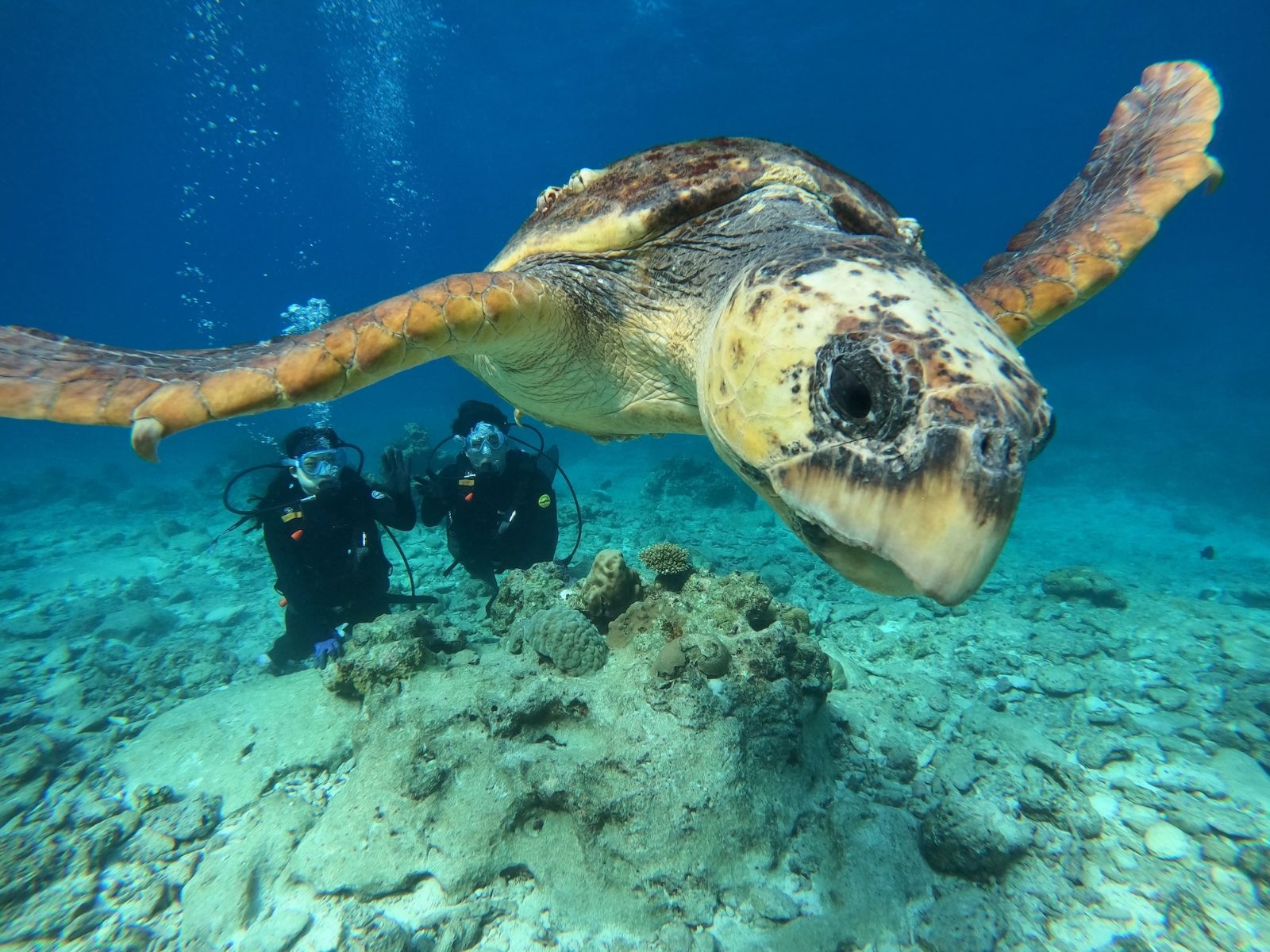Kerama Islands Diving
