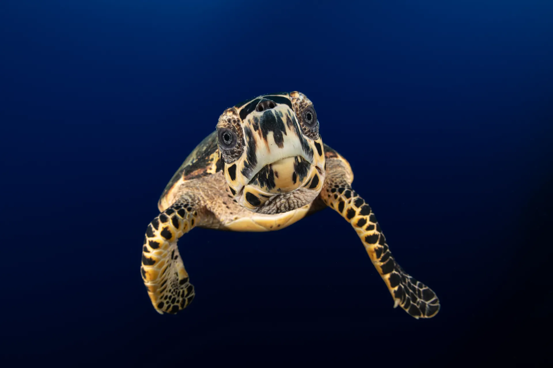 Your experience at Aruba Snorkeling Tours