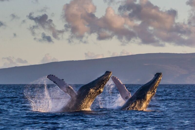 Maalaea Whale Watching Tour
