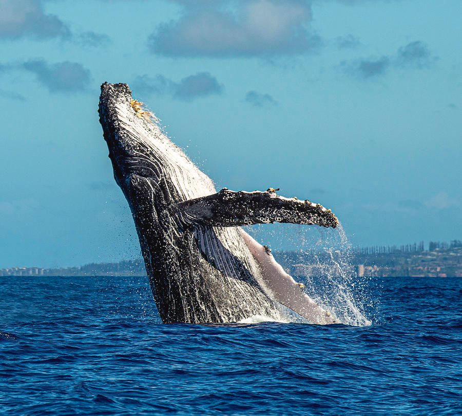 Your experience at Maalaea Whale Watching Tour