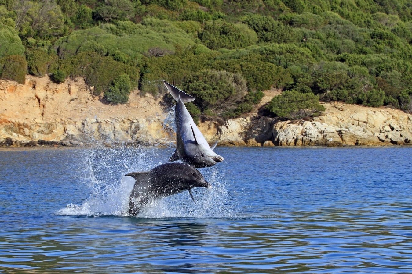 Alghero Dolphin Watching