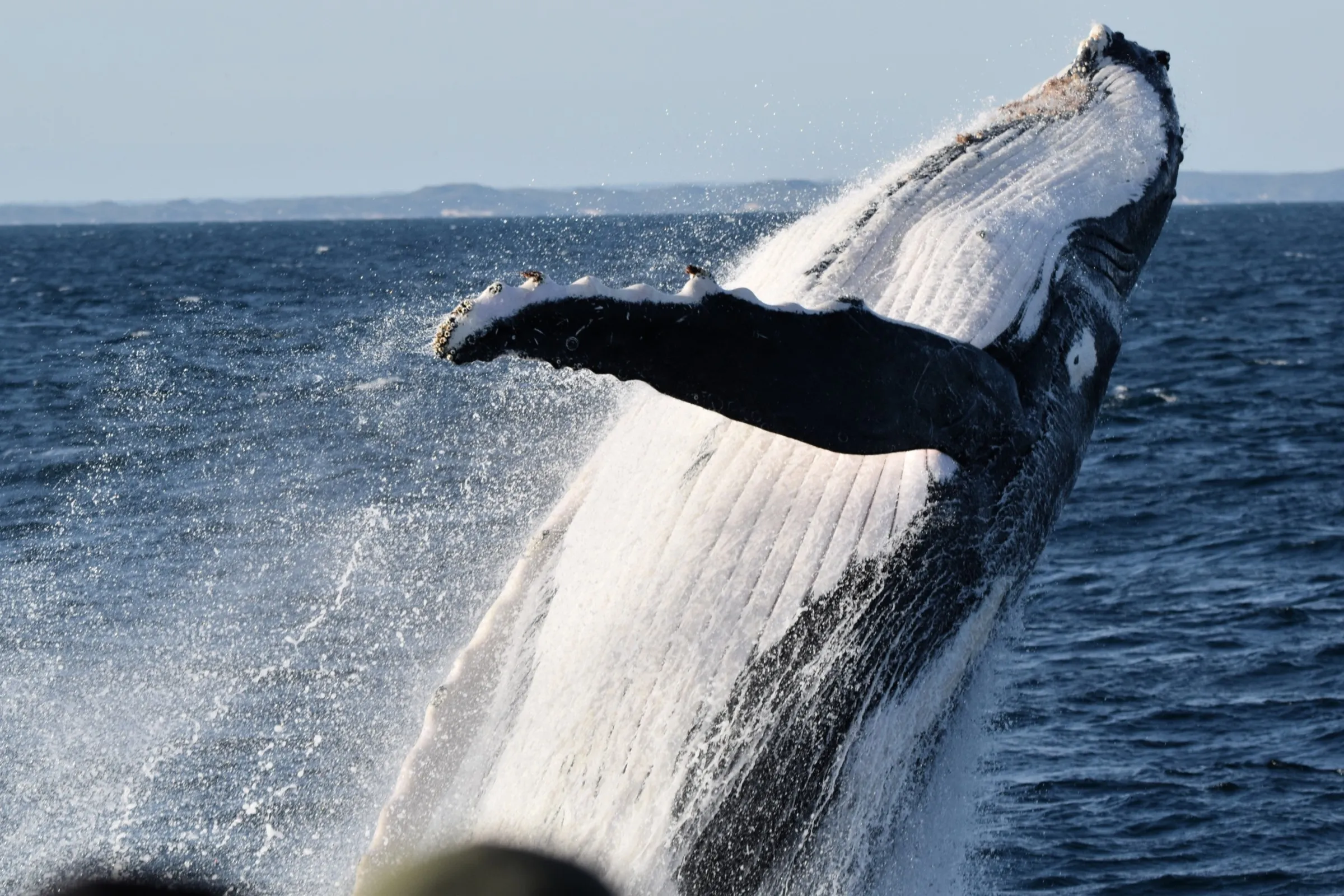 Augusta Whale Watching