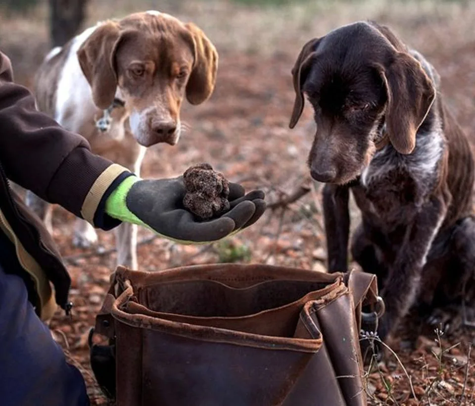 Truffle Scent Tracking