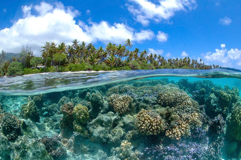 Coral Reef Systems