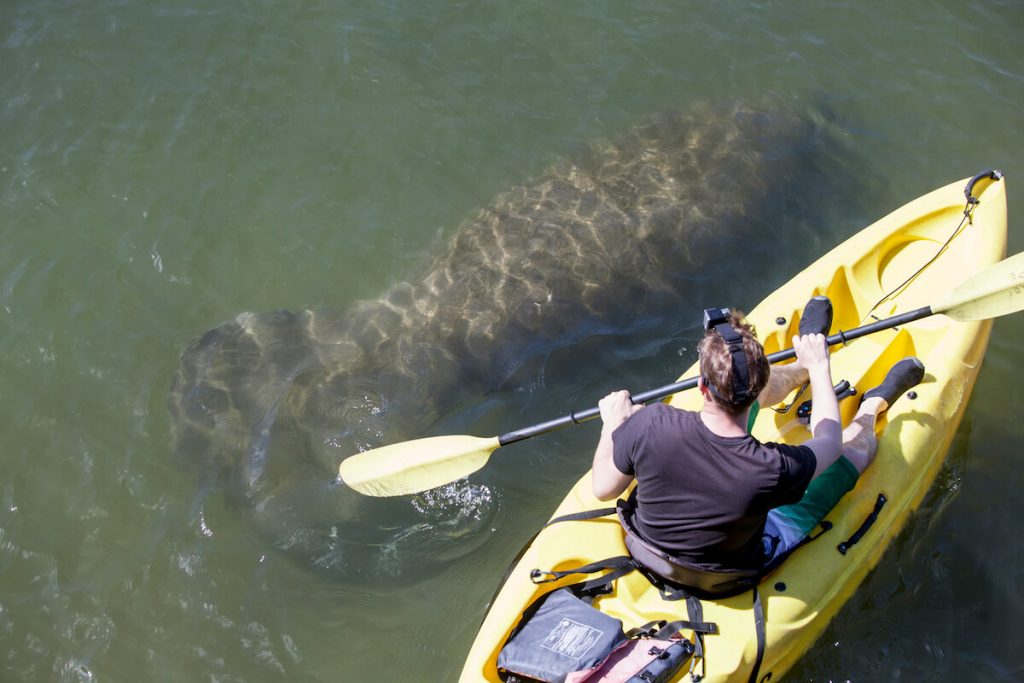 Your experience at Naples Manatee Tour