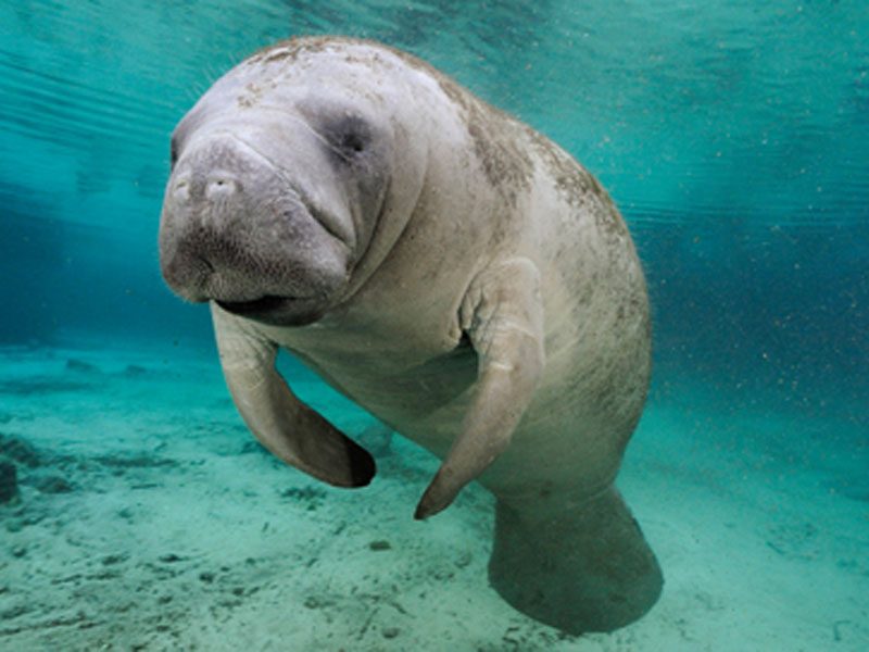 Naples Manatee Tour